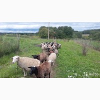 Продам романовских овец, по головно и стадом