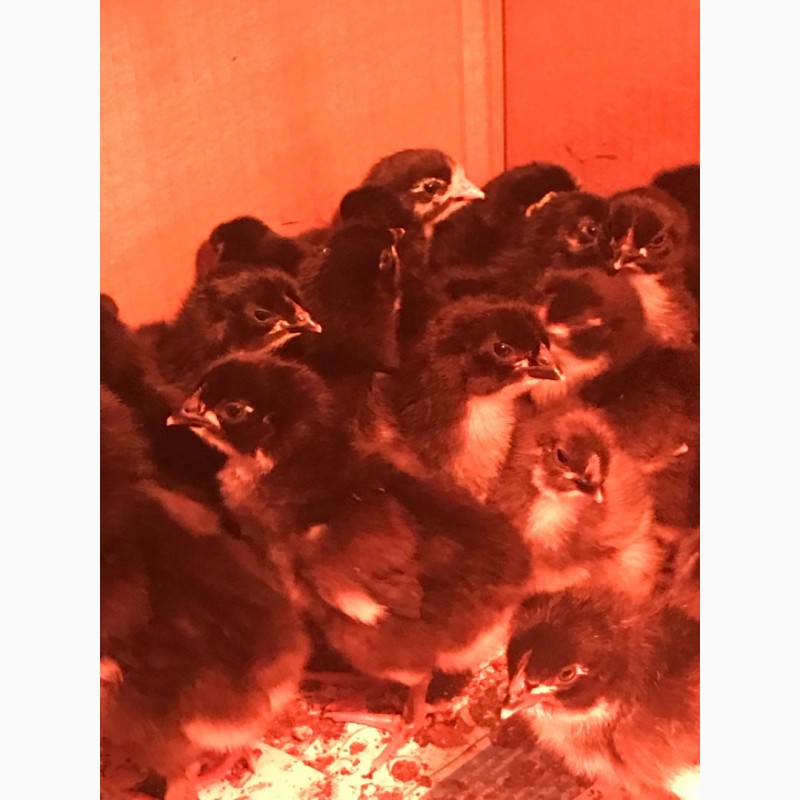 Фото 2. Яйцо Цыплята Инкубация Мараны Кучинская Адлеровская породы
