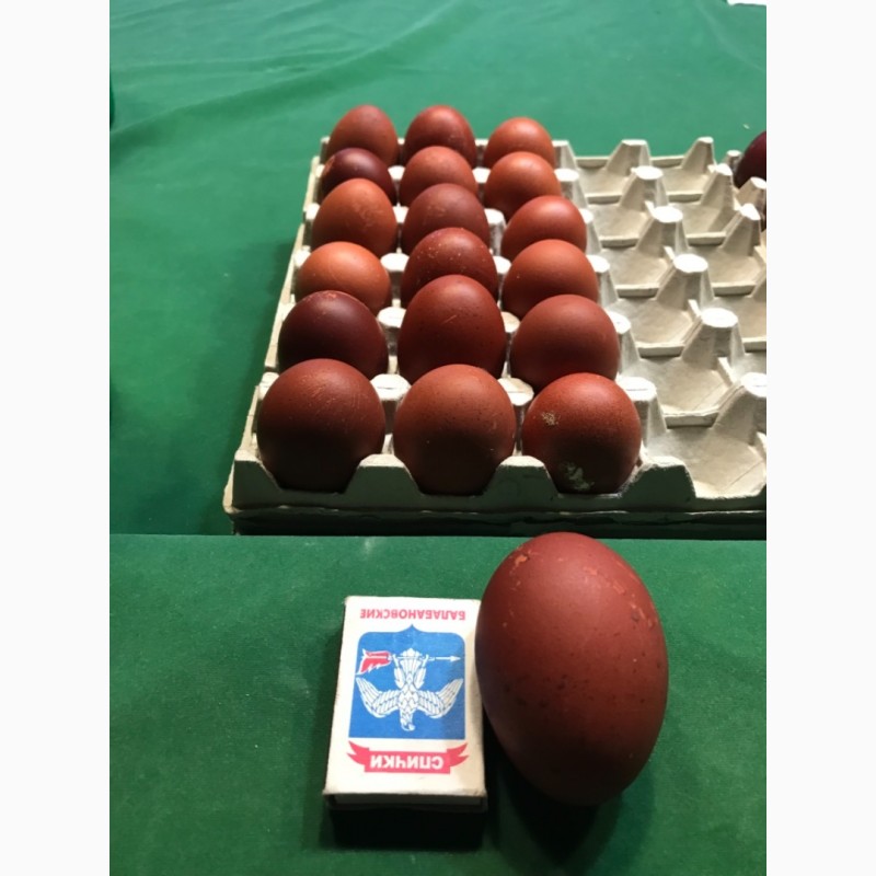 Фото 3. Яйцо Цыплята Инкубация Мараны Кучинская Адлеровская породы