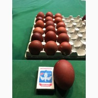 Яйцо Цыплята Инкубация Мараны Кучинская Адлеровская породы