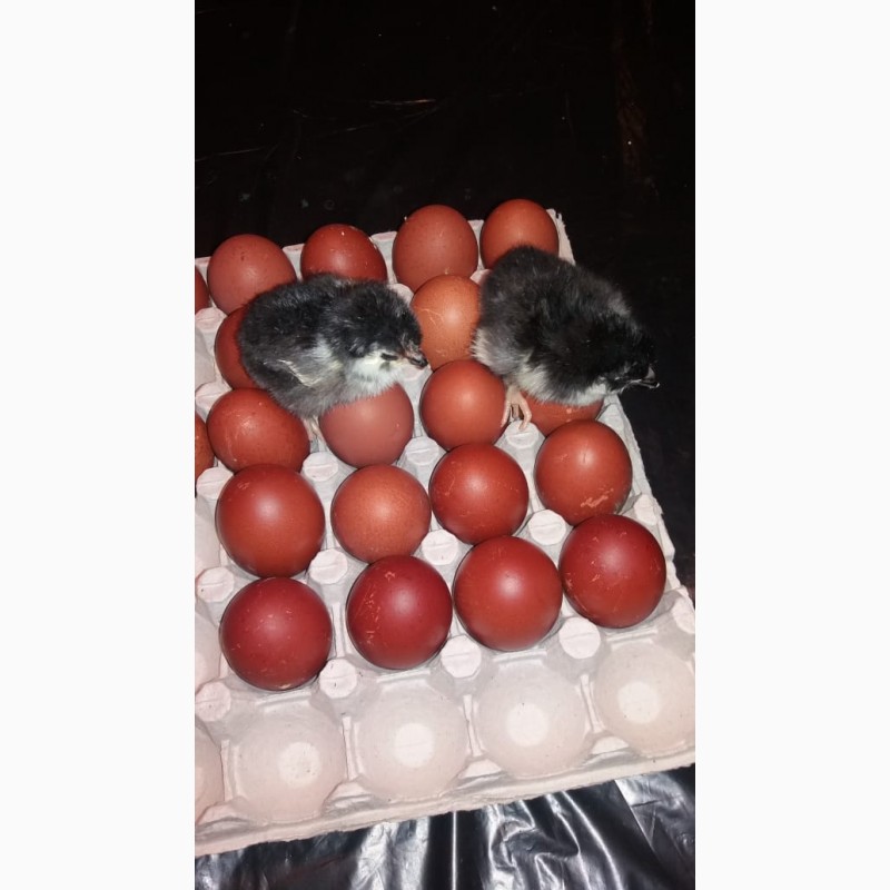 Фото 4. Яйцо Цыплята Инкубация Мараны Кучинская Адлеровская породы