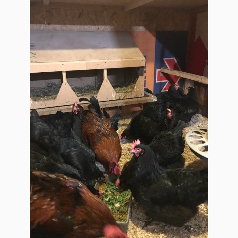 Фото 5. Яйцо Цыплята Инкубация Мараны Кучинская Адлеровская породы