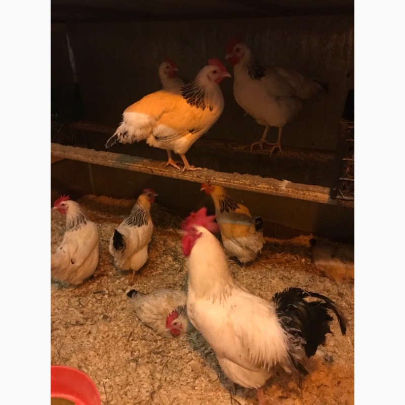 Фото 7. Яйцо Цыплята Инкубация Мараны Кучинская Адлеровская породы