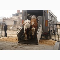 Аренда скотовоза, перевозка скота