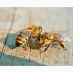 Продам пчелопакеты карпатка в Абакане 2015 доставка бесплатно