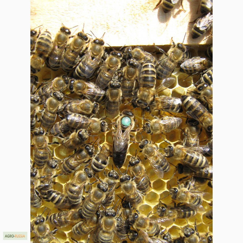 Фото 2. Продам пчелопакеты карпатка в Абакане 2015 доставка бесплатно
