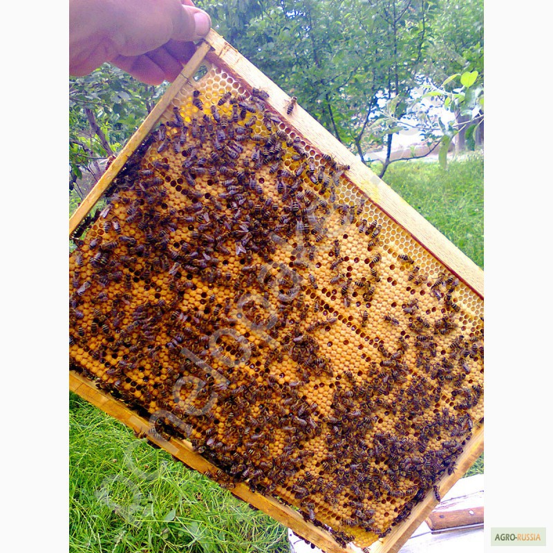 Фото 4. Продам пчелопакеты карпатка в Абакане 2015 доставка бесплатно