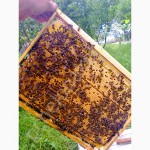 Продам пчелопакеты карпатка в Абакане 2015 доставка бесплатно