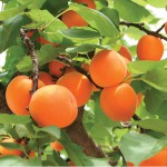 Продажа абрикосов из Сербии 15 июня в Сербии