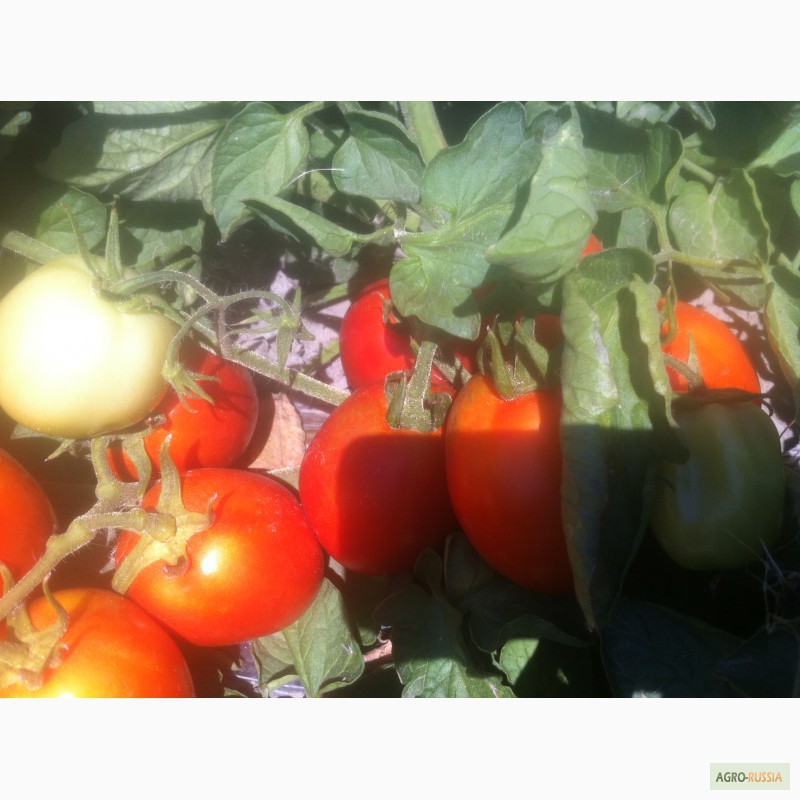 Фото 3. Продаем томаты Хайнц мелким и средним оптом на базе ФудСити