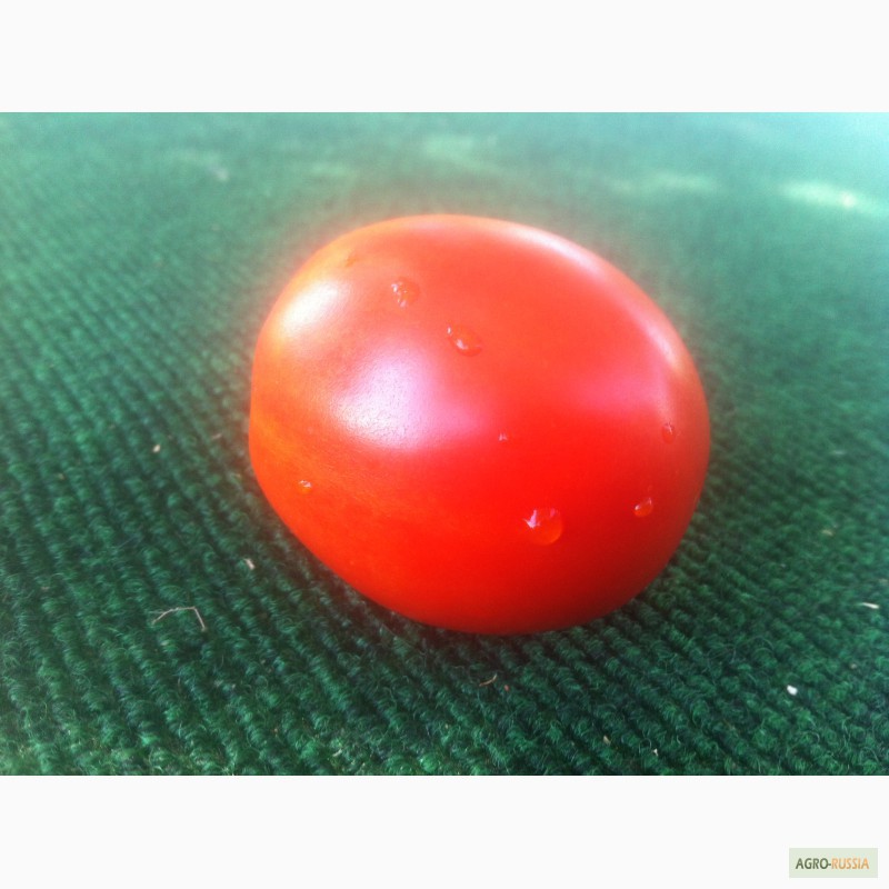 Фото 4. Продаем томаты Хайнц мелким и средним оптом на базе ФудСити