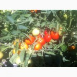 Продаем томаты Хайнц мелким и средним оптом на базе ФудСити