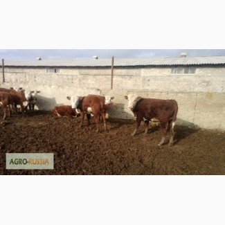 Продажа Казахская белоголовая бычки на откорм