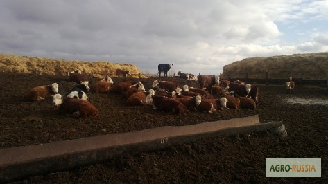 Фото 2. Продажа Казахская белоголовая бычки на откорм