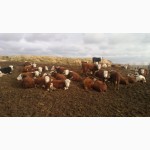 Продажа Казахская белоголовая бычки на откорм
