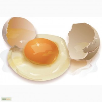 Предлагаем яйцо куриное С-1