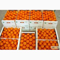 Продам Абхазские мандарины, крупным и мелким оптом по 50 руб. за 1 кг
