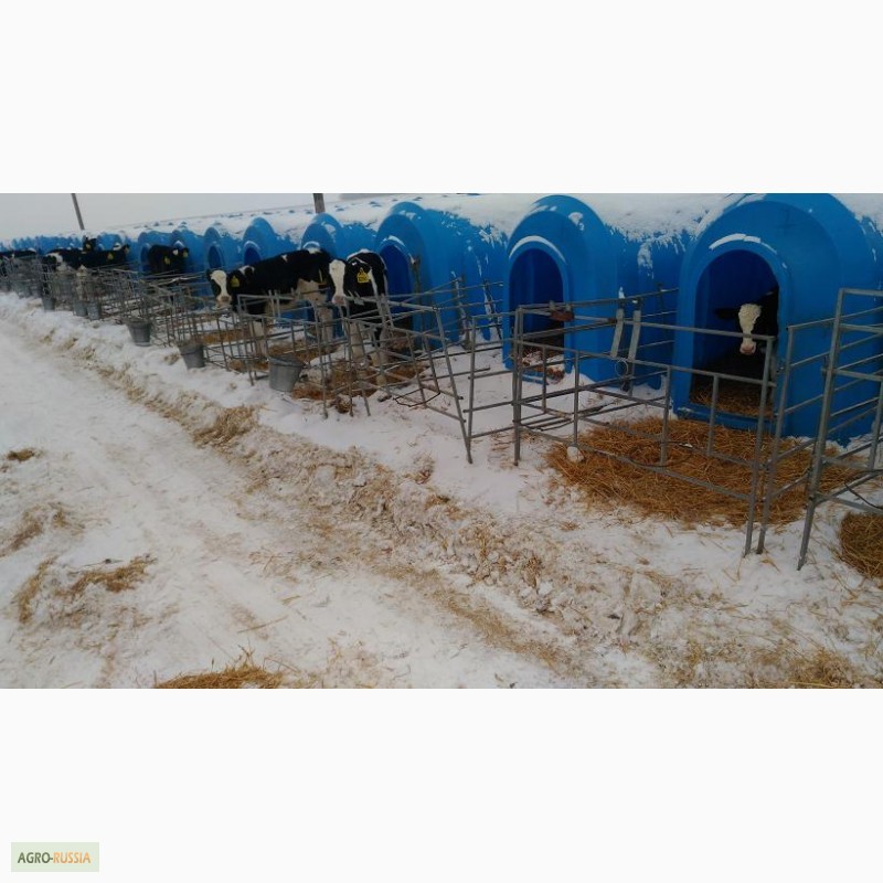 Фото 4. Продаются телята бычки мясной породы от 1-3 месяцев с доставкой в регионы бесплатной