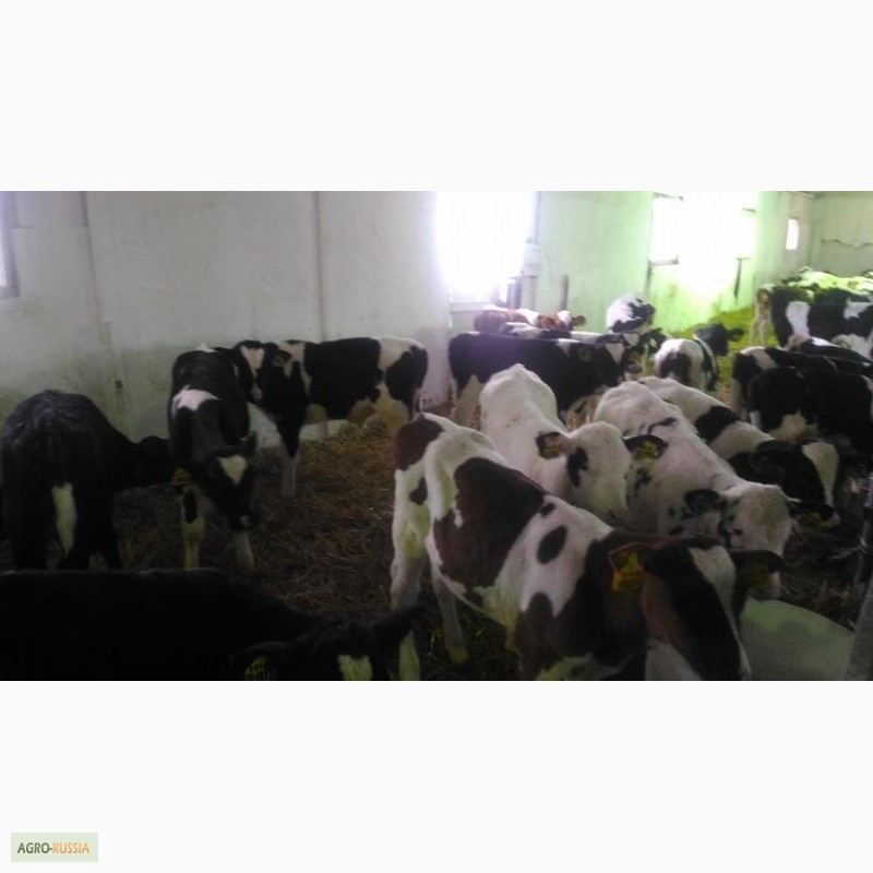 Фото 5. Продаются телята бычки мясной породы от 1-3 месяцев с доставкой в регионы бесплатной