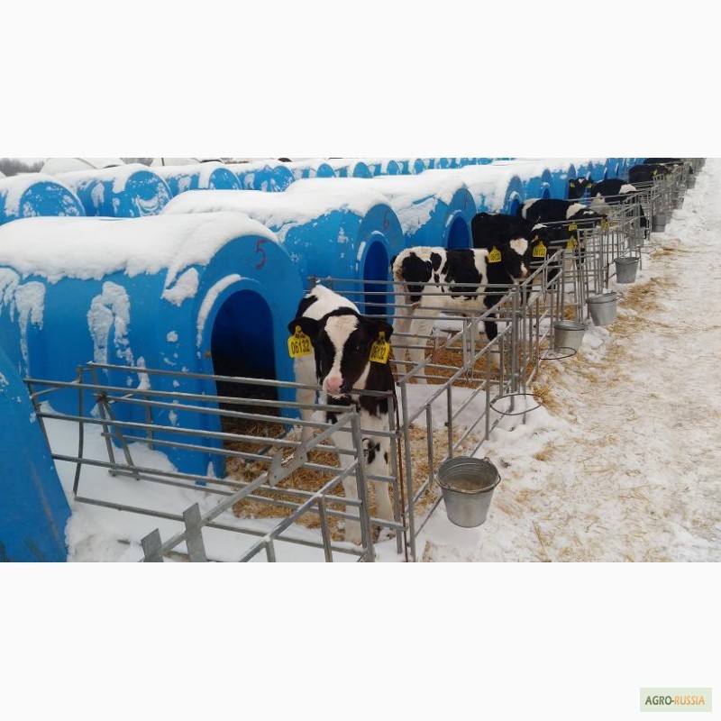 Фото 6. Продаются телята бычки мясной породы от 1-3 месяцев с доставкой в регионы бесплатной