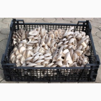 Продам свежие грибы вешенка
