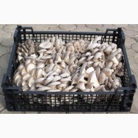Продам свежие грибы вешенка