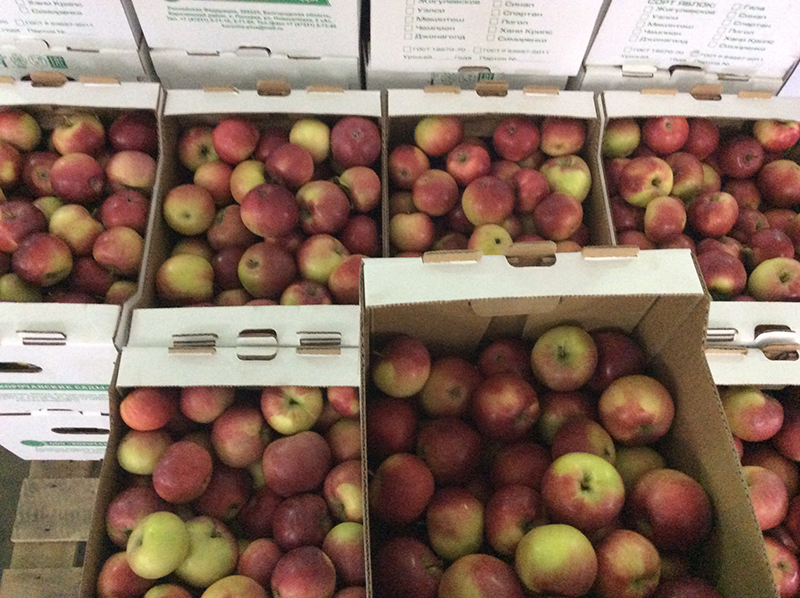Фото 2. Свежие яблоки оптом из Белгородской области