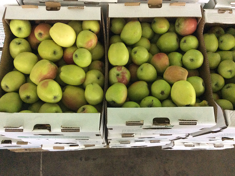 Фото 3. Свежие яблоки оптом из Белгородской области