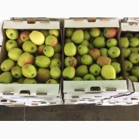 Свежие яблоки оптом из Белгородской области