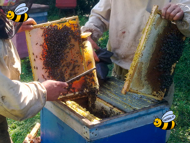 Пчелопакеты среднерусской породы пчел в Санкт-Петербурге