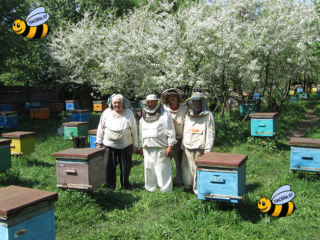 Фото 3. Пчелопакеты среднерусской породы пчел в Санкт-Петербурге