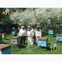 Пчелопакеты среднерусской породы пчел в Санкт-Петербурге