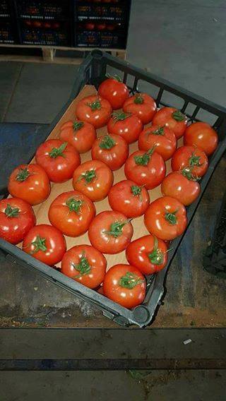 Фото 2. Продам свежие помидоры