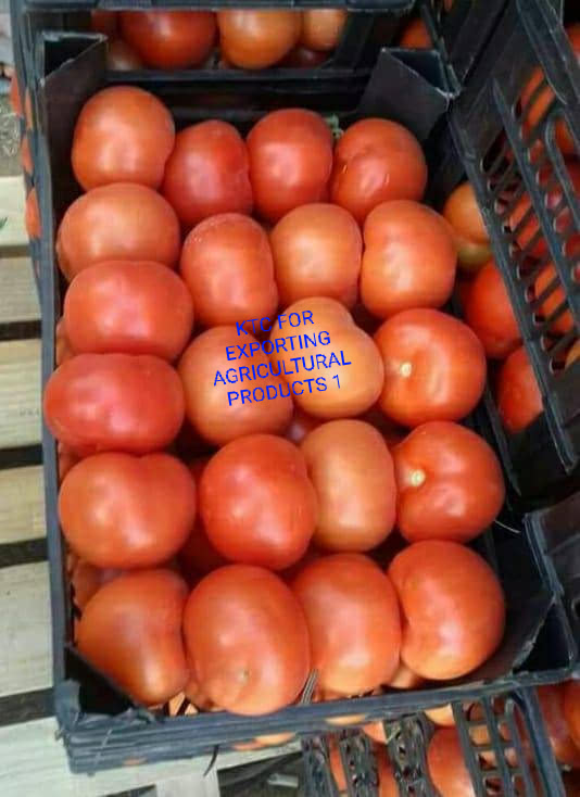 Фото 6. Продам свежие помидоры