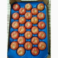 Продам помидор Македония
