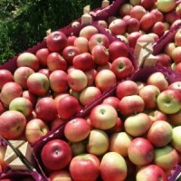 Яблоки оптом из Беларуси, Гомель 65+, 18-27 р/кг напрямую от фермера