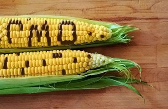 Фото 3. Канадский трансгенный гибрид кукурузы SEDONA BT 166 ФАО 180