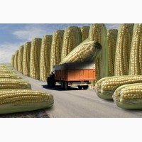 Канадский трансгенный гибрид кукурузы SEDONA BT 166 ФАО 180