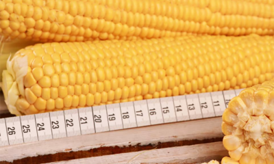 Фото 6. Канадский трансгенный гибрид кукурузы SEDONA BT 166 ФАО 180