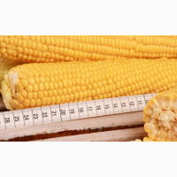 Канадский трансгенный гибрид кукурузы SEDONA BT 166 ФАО 180