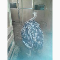 Продам африканского страуса