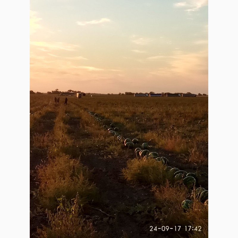 Фото 2. Арбуз урожай 2019. большой объём, высокое качество