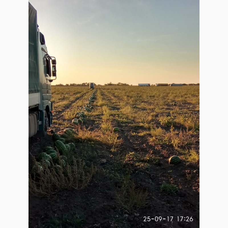 Фото 4. Арбуз урожай 2019. большой объём, высокое качество