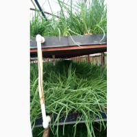 Продаю б/у оборудование для выращивания зеленого лука методом гидропоники