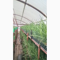 Продаю б/у оборудование для выращивания зеленого лука методом гидропоники
