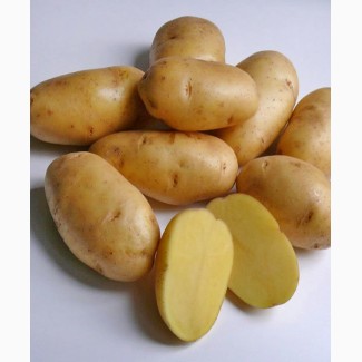Продам продовольственный картофель