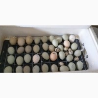 Ухейилюй: цыплята, яйца инкубационные и на еду