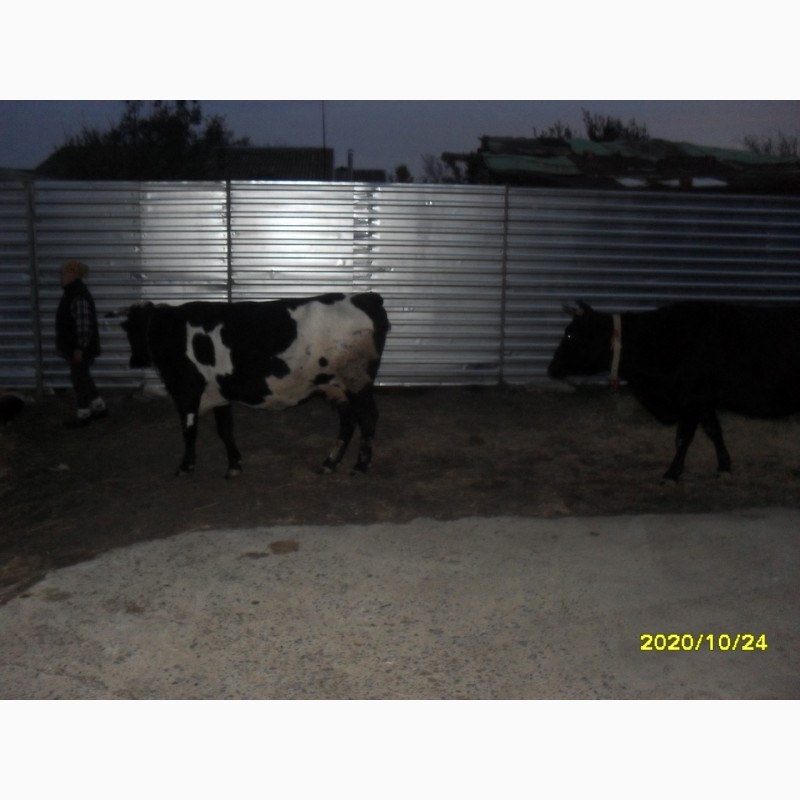 Фото 5. Продам коров