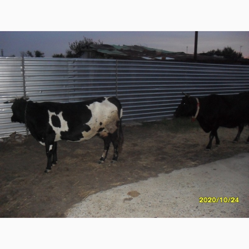 Фото 7. Продам коров