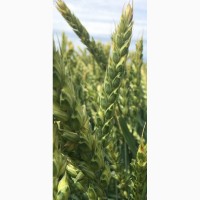 Семена озимой мягкой пшеницы сорт Лилит ЭС/РС2